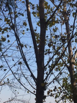 WhatsApp Image 2017-12-22 at 1.19.38 PM.jpg